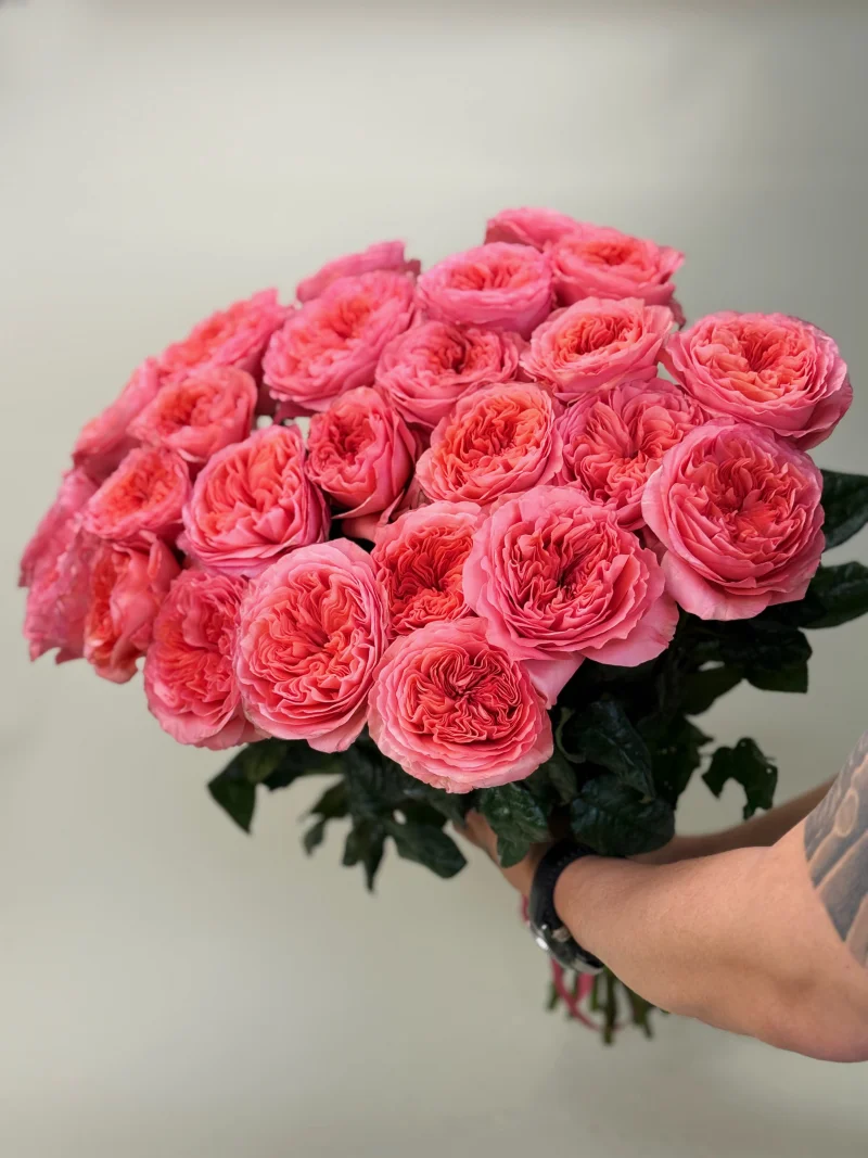 Роза пионовидная, 25 шт